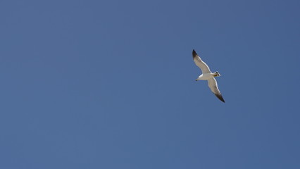 푸른 하늘을 날고있는 자유로운 갈매기