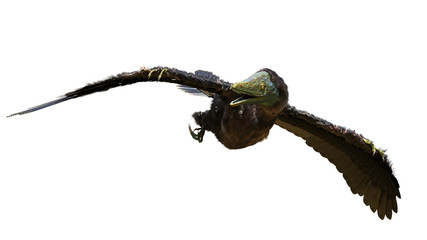 Archaeopteryx, species that is transitional between non-avian dinosaurs and modern birds isolated on white background 