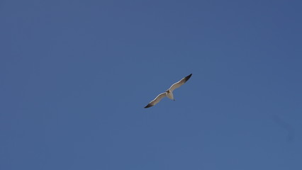 푸른 하늘 아래에서 자유롭게 날고있는 갈매기