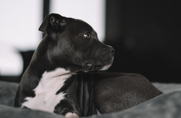 American Staffordshire terrier puppy, black and white portrait