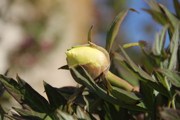 Peony tree yellow golden flower buds