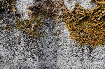 Background texture wall and lichens