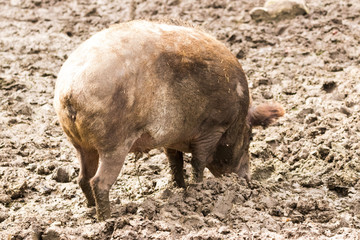 Ein Wildschwein suhlt im Schlamm