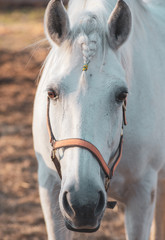 Portrait of a white horse with a braided mane pigtail