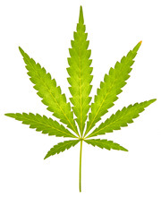 close-up of a cannabis leaf on a white background