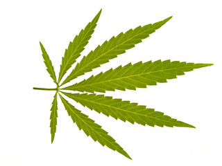 close-up of a cannabis leaf on a white background