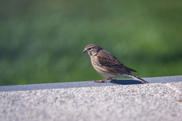 Sparrow standing on the terrace by the garden