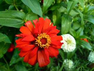 Zinnia elegans (youth and age, common zinnia, elegant zinnia) flower with natural background