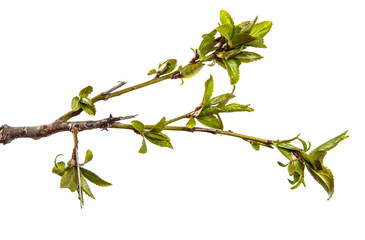 Cherry plum branch with young leaves. isolated on white background