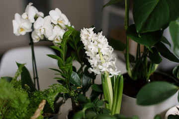 Green plants and flowers on the table

