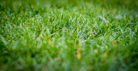 Gras - Wiese - Rasen