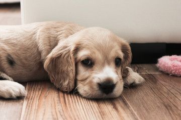 little cute spaniel puppy lies on the floor