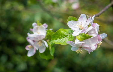 Blüten am Apfelbaum