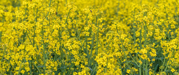 Rapsfeld im Fr&uuml;hling