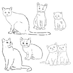 Cats set, vector illustration, hand-drawn cute fluffy cats. domestic cat set vector sketch illustration