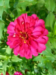 Zinnia elegans (youth and age, common zinnia, elegant zinnia) flower with natural background