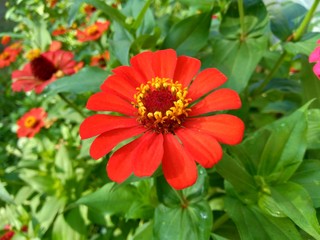 Zinnia elegans (youth and age, common zinnia, elegant zinnia) flower with natural background