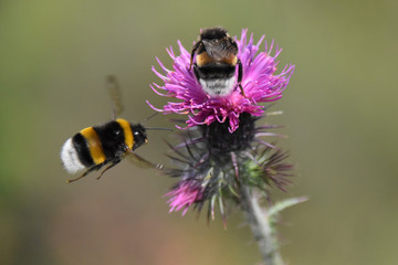 Bourdons butinent un chardon - Bumblebees foraging a thistle