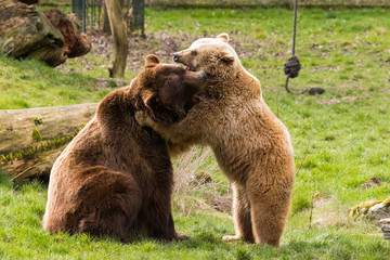 Zwei Braunbären spielen zusammen