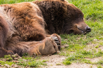 Tatzen von einem Braunbären.