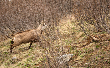 wild lebende tiere, natur, tier, wild, geweih,‎Gämsen