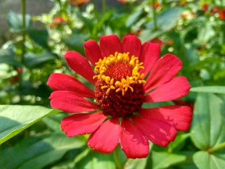 Zinnia elegans (youth and age, common zinnia, elegant zinnia) flower with natural background