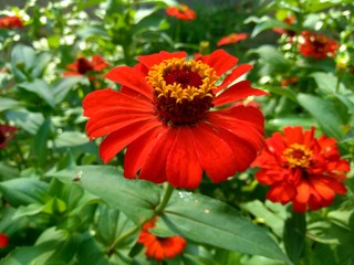 Zinnia elegans (youth and age, common zinnia, elegant zinnia) flower with natural background