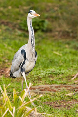 wilder Graureiher in Deutschland