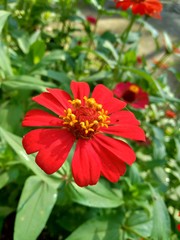 Zinnia elegans (youth and age, common zinnia, elegant zinnia) flower with natural background