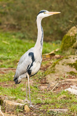 wilder Graureiher in Deutschland
