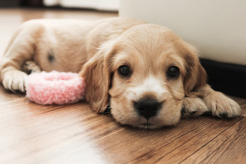 little cute spaniel puppy lies on the floor