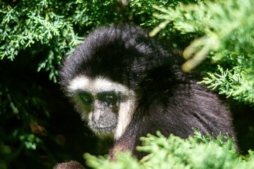 Tête de gibbon à mains blanches