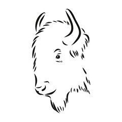 Vector illustration with bull head. Hand drawn sketch. portrait of a bison, bison head vector sketch illustration
