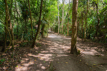 A road surrounded by jungle