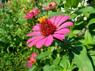 Zinnia elegans (youth and age, common zinnia, elegant zinnia) flower with natural background