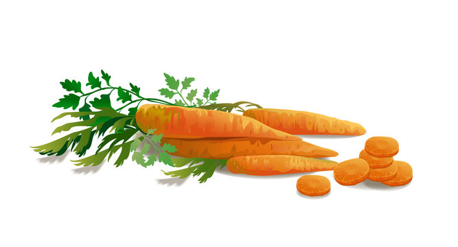 Bunch of carrots isolated on white. Vector illustration.