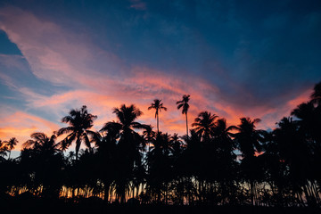 Sonnenuntergang mit Palmen, Sunset with palmtree