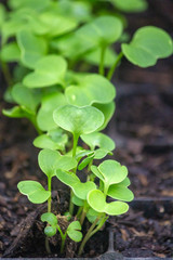 Sprouts of radish vegetables (species Raphanus raphanistrum) in fertile soil of germination tray, after 7 days seeding and nurtured in natural organic conditions.