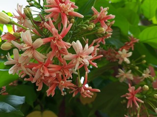 Orange honey suckle from my wall 