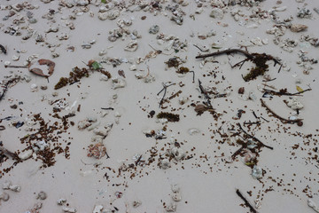 Natural debris of sticks shells and seaweed on a clean sandy beach