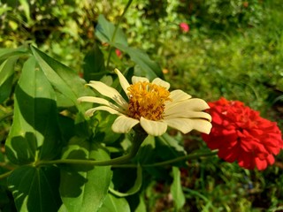 Zinnia elegans (youth and age, common zinnia, elegant zinnia) flower with natural background