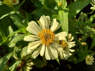 Zinnia elegans (youth and age, common zinnia, elegant zinnia) flower with natural background