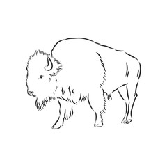 black and white bison vector illustration, bison vector sketch illustration