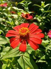 Zinnia elegans (youth and age, common zinnia, elegant zinnia) flower with natural background