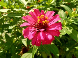 Obraz premium Zinnia elegans (youth and age, common zinnia, elegant zinnia) flower with natural background