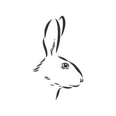 Hand-drawn portrait of rabbit. Vector illustration. portrait of a hare, head of a hare vector sketch illustration