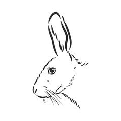 Hand-drawn portrait of rabbit. Vector illustration. portrait of a hare, head of a hare vector sketch illustration