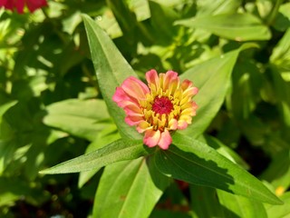 Zinnia elegans (youth and age, common zinnia, elegant zinnia) flower with natural background