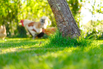 Shallow focus of a leaning apple tree seen in a lush garden, Nearby free range chickens can be seen roaming the garden.