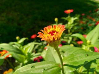 Zinnia elegans (youth and age, common zinnia, elegant zinnia) flower with natural background